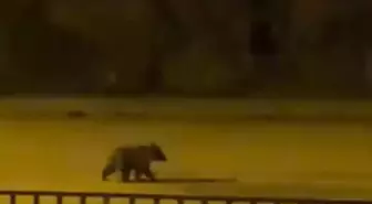 Yenice'de Caddede Koşan Yavru Bozayı Cep Telefonuyla Görüntülendi