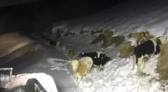 Hakkari'de Kaybolan Büyükbaş Hayvanlar Bulundu, Mahsur Kalan 4 Kişi Kurtarıldı