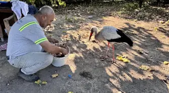 Halsiz Leylek Koruma Altına Alındı