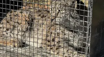 Bitkin Halde Bulunan Vaşak Tedavi Altına Alındı