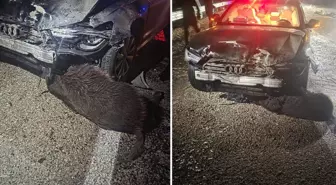 Sinop Belediye Başkanı'nın makam aracı domuz sürüsüne çarptı