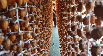 Ürgüp'te Girişimciler Cennet Hurmasını Kurutuyor