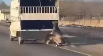 Batman'da Kamyonetin Arkasında Sürüklenen Atın Durumu İyi