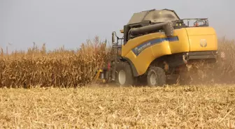 Mardin Ovası'nda Mısır Hasadı Başladı: 2 Milyon Ton Rekolte Bekleniyor