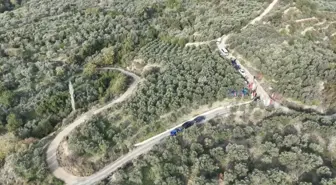 Hatay'da Zeytin Hasadı Başladı: 201 Bin Ton Rekolte Bekleniyor