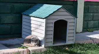 Kayseri'de Sokak Kedilerine Özel Bakım Evi
