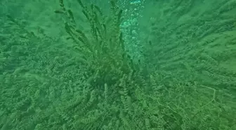 SASKİ'den Sapanca Gölü'ndeki Kabarcıklarla İlgili Açıklama