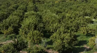 İzmir'de Satsuma Mandalina Hasadı Sevinci
