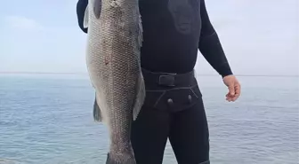 Gerze'de Amatör Balıkçı Zıpkınla 9 Kilogramlık Levrek Avladı