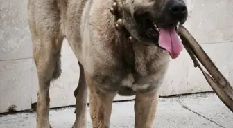 Afyonkarahisar'da Köpek Dövüşüne Operasyon: 12 Şüpheli Gözaltında