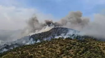 Aydın'da Orman Yangını: Ekipler Müdahale Ediyor