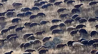 Kars yaylalarındaki göçerlerin dönüş yolculuğu devam ediyor