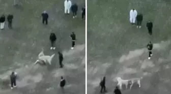 Köpek dövüşü düzenleyen şahıslar jandarma dronu ile yakalandı