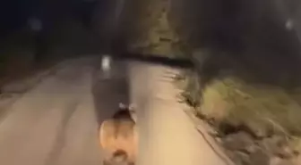 Biga'da Yolda Görenleri Şaşırtan Ayı Anları