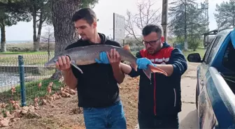 Edirne'de Nesli Tükenme Tehlikesindeki Mersin Balığı Yakalandı
