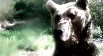 Ayı Fotokapanı Gördü, Saldırıya Geçti