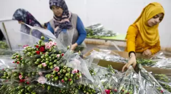 Kesme Çiçek İhracatında Rekor: 137 Milyon Dolar