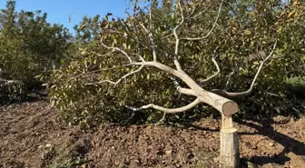 İzmir'de Bahçedeki Ceviz Ağaçları Kesildi