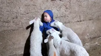 Kuzular Minik Yusuf'u Yiyor Mu? Eskişehir'de Eğlenceli Anlar