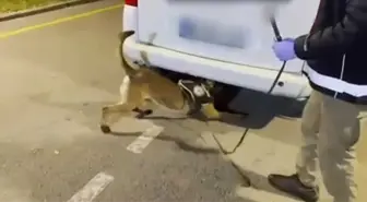 Batman'da Narkotik Köpeği ile 12 Kilo Uyuşturucu Ele Geçirildi