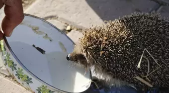 Besi Çiftliğinde Kirpi ve Süt Dostluğu