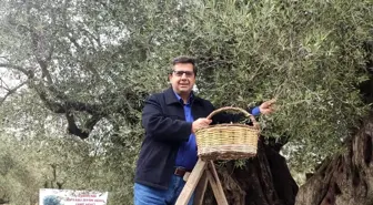 Dünya Zeytin Ağacı Günü Manisa'da Buruk Geçti