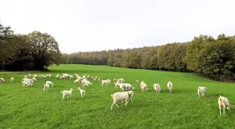 Kocaeli'de Süt Otu Desteği ile Hayvancılığa Katkı