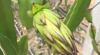 Ejder Meyvesindeki Nektar Sorunu Arılarla Çözüldü