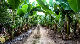 Adana'da Muz Üretimi 100 Kat Artarak İkinci Sıraya Yükseldi