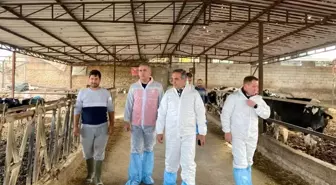 Aydın'da Şap Hastalığıyla Mücadelede Aşılama Çalışmaları Devam Ediyor