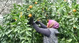 Hüseyin Düzgün Havran Mandalinası Hasadına Katıldı