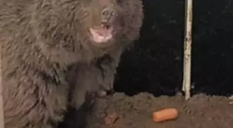 Yavru Ayı Tedavi Edildi, Doğal Hayatına Kavuşacak