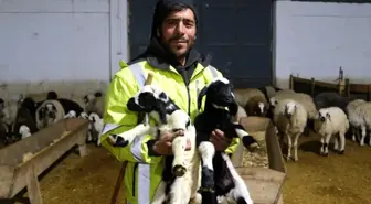 Erzincan'da İlk Kuzular Doğdu, Üreticilere Umut Verdi