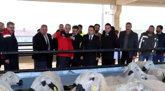 Sivas'ta Koyun ve Koç Dağıtımı Gerçekleşti