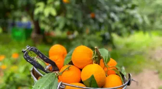 Balıkesir'de Havran Mandalinası Hasadı Devam Ediyor