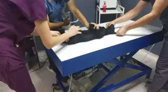 Kedilere Ateş Açan Komşuya Hapis Cezası İstemi