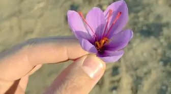 Kırşehir'de Safran Yetiştiriciliği İçin Deneme Çalışmaları