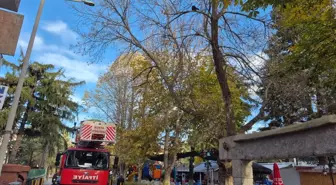 Ağaçta Mahsur Kalan Kedi İtfaiye Ekiplerince Kurtarıldı