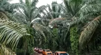 Palm Yağının Tarihi ve Önemi