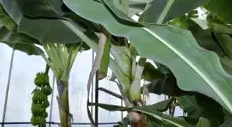 Mersin'de Muz ve Avokado Hırsızlığı