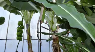 Mersin'de Muz ve Avokado Hırsızlığı