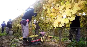 Manisa'nın Sarıgöl ilçesinde Sultaniye üzüm hasadı devam ediyor
