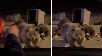 Sucuk vermek istediği ayının hedefi oldu! Yürekleri ağıza getiren anlar kameralarda