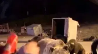 Bursa'da Ayıların Saldırısına Uğrayan Maceracı