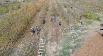 Yozgat'ta Eşsiz Meyve Bahçesi, İstihdam Kaynağı Oluyor