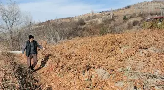 Bozayılar Erzincan'daki Üzüm Bağlarına Girdi