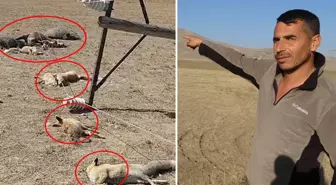 Hayvan otlatırken gördüğü manzara karşısında dehşete düştü