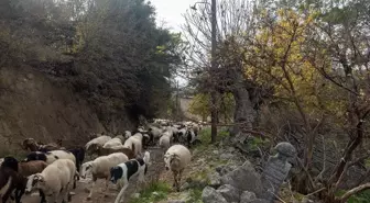 Mustafa Trampa: Osmanlı Mezarlıkları Koruma Hakkımız