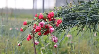 Isparta'da Karanfil Üretimi Yeni Sezonda Başladı