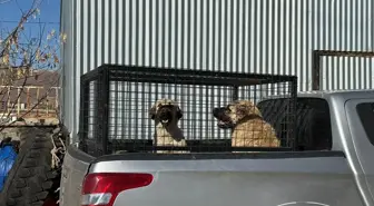 Bingöl'de Sahipsiz Köpekler Barınağa Teslim Edildi